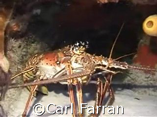resting lobster taken in mexico by Carl Farran 